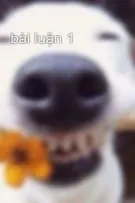 bài luận 1