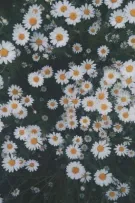 | Drahar | 🥒Dưa chuột Hoa cúc🌼
