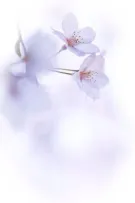 | Dũng Trọng | Together with you, forever with you