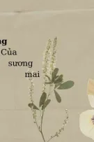 Nắng Của Sương Mai