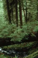 ssw| lck the great forest