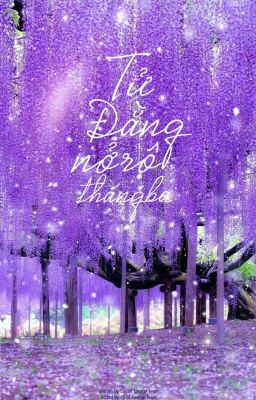 [01] Tử Đằng nở rộ tháng Ba