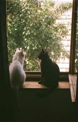 [0107] Đơn Phương