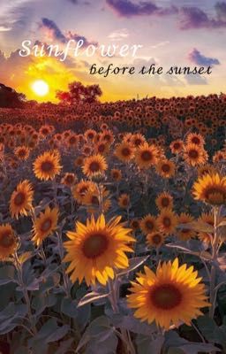 [12CHD] Sunflower (before the sunset)