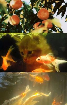 [12chomsao/Textfic] Khu tự trị