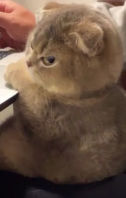 23:59 | rhycap | lowercase | oneshot