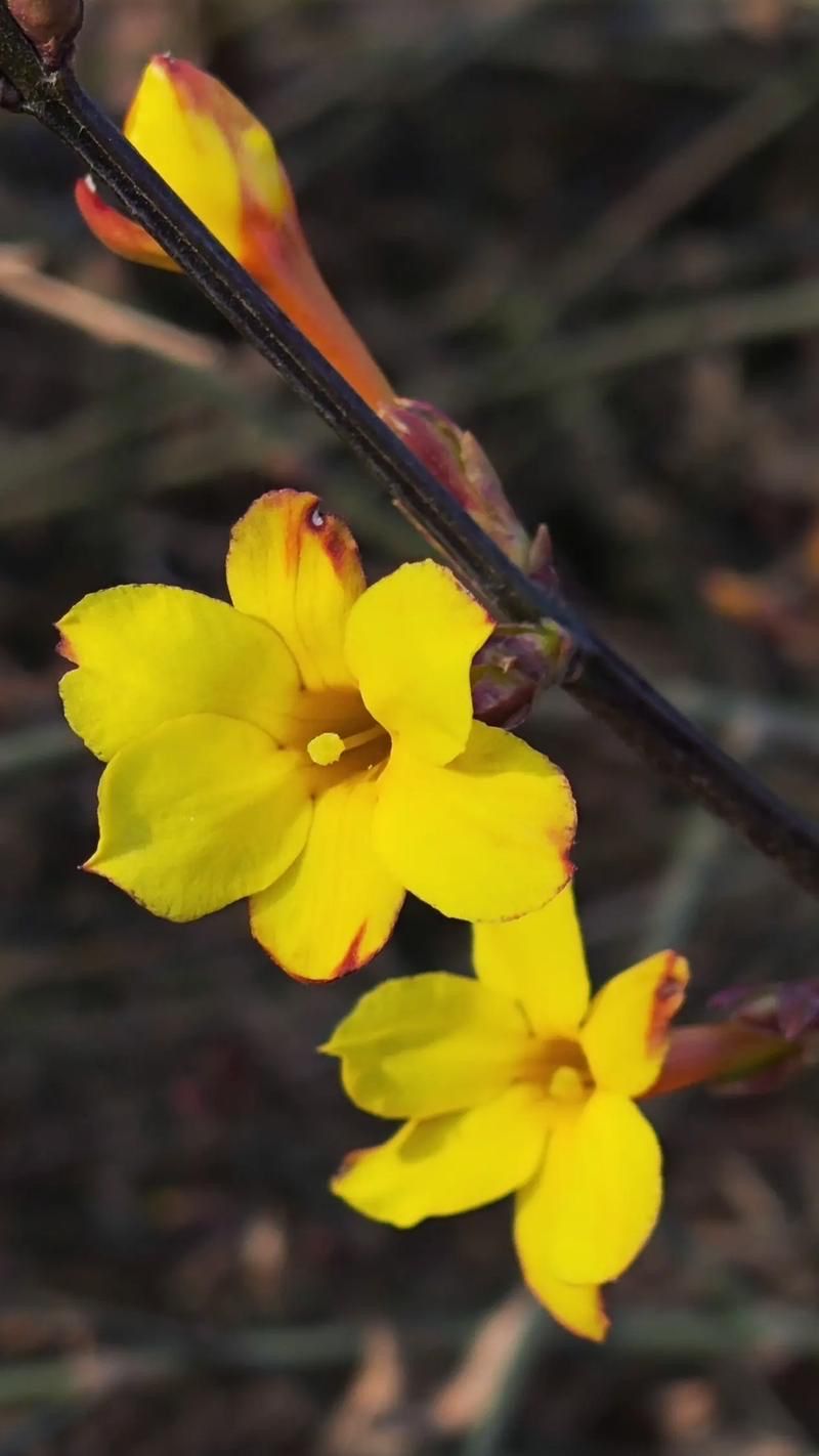 68747470733a2f2f73332e616d617a6f6e617773