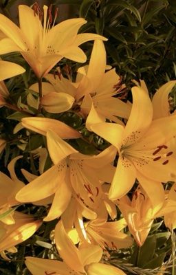 54 - siêu bạn thân