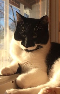 Adopt a Cat