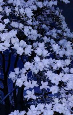 [AKAM] Cách tỏ tình mà kẻ ngốc cũng học được 