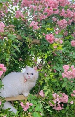 allbachira ; textfic; học học hành hành 