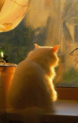 AllBaku; Cho hỏi Catsuki đã tìm được người chủ ưng ý chưa ạ?