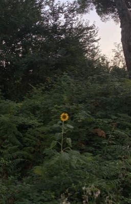 AllCongduong | Sunflower