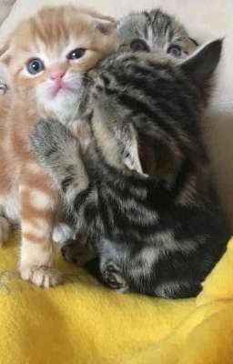 [AllDaniel] Cà Phê Sữa