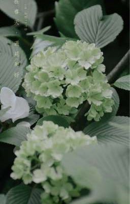 (Allisagi) Green Hydrangea