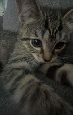 AllSakura/AllHaruka : little cat
