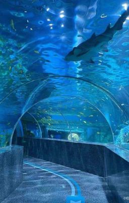 Alpha khó khuất phục