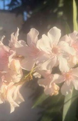 Ánh Sáng Nơi Hoà Bình 