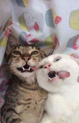 《ATSH》Đi làm hay đi chơi!?