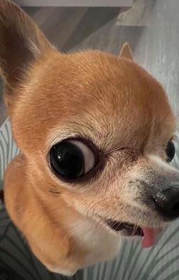 [ATSH2] CÔNG TY VẠN NĂNG, MUỐN GÌ CÓ ĐÓ