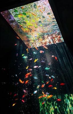 [ATSH2]-Trong
