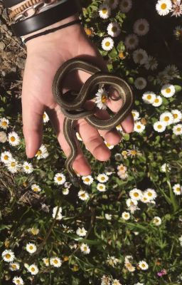 atsh2 | tuổi tỵ