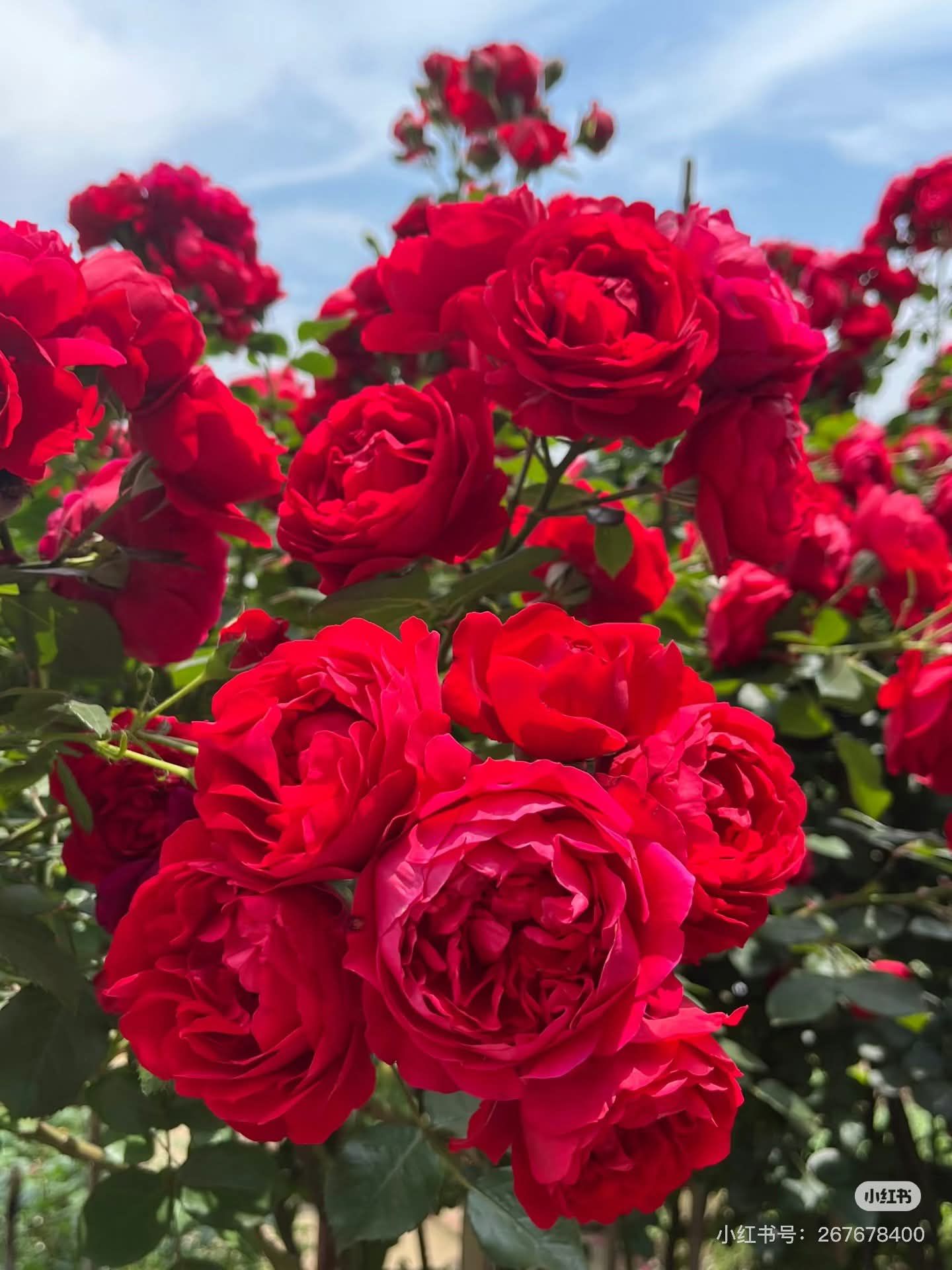 68747470733a2f2f73332e616d617a6f6e617773