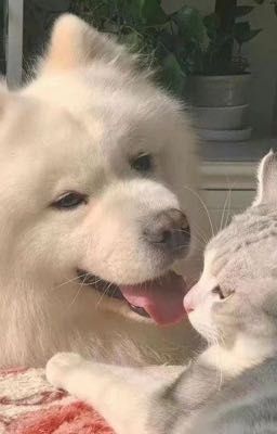 [Bạch Quang Vĩ Niên] (tổng hợp oneshot) Playlist của đôi ta