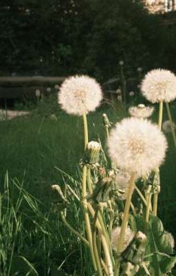 backhang ;; nhân danh