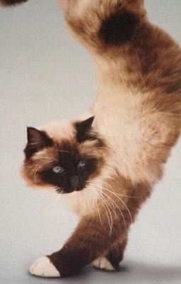BEAUTIFUL WARRIOR CAT SPOOFS