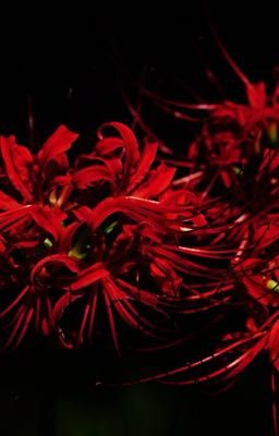 Bí ẩn giấc mộng 8 năm