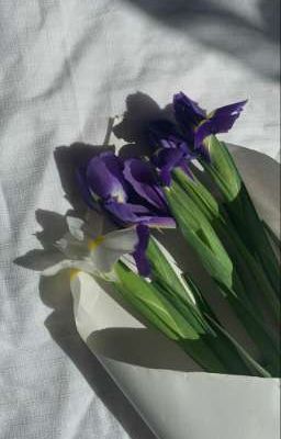 [BijanElsu | Oneshot Collection] Hướng dương và diên vĩ