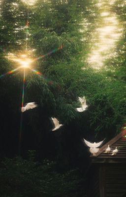 [Bnisa + Allisagi] Em Là Điều Không Nên Gặp