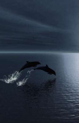 Bo xì và Mỹ nữ