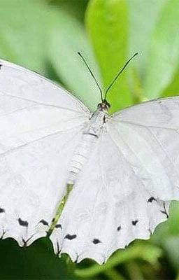 Bóng người trên sương mù