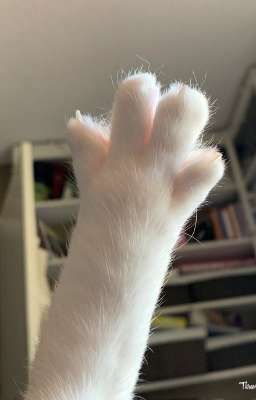 bqvn | meow