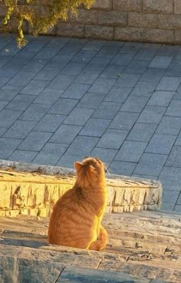 [ caprhy - duyanh ] ngừng gọi tên, cũng đừng quên.