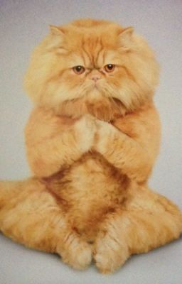 Cat Drawings!
