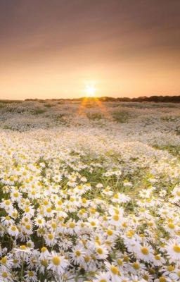 Câu lạc bộ phù thuỷ