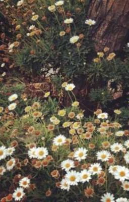 Cậu tên gì? |hyunlix|