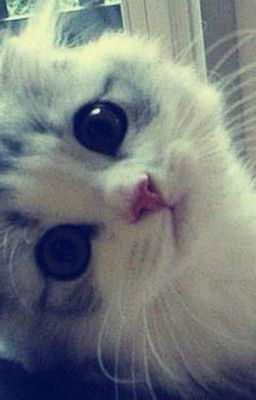 [Chodeft] Thư tỏ tình