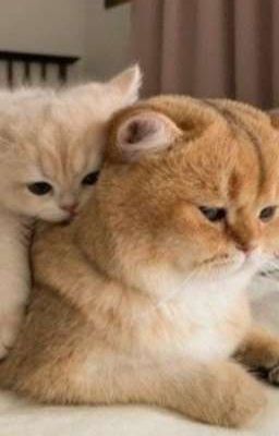 choeus. du học xink