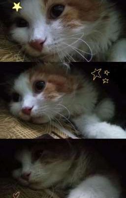 [Choker]Có Hai Con Mèo Trên Khung Cửa Sổ