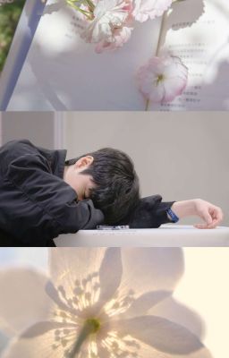 chonut | hoa nắng một đời.