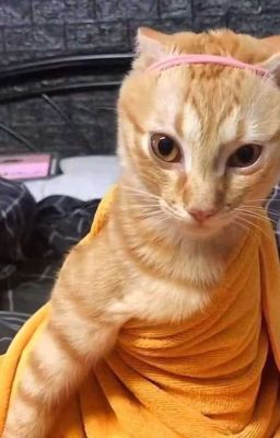 | Choran ୨୧ Onran | Lựa chọn