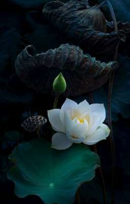 Chúc Duyên  [Choper]