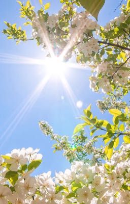 Chúng ta lạc nhau ở hai mùa hoa nở