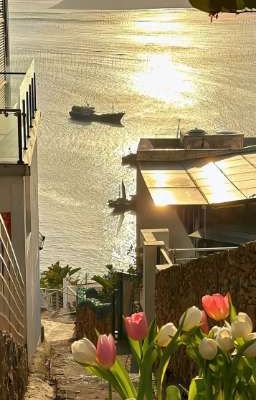 Chuyện Tình Của Hai Con Mèo