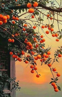 [ClearKellin] Trăng mùa thu, tuyết mùa đông