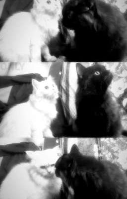 Củ Ấu ( song tính/ inc)